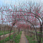 gửi cành đào hà nội đi hồ chí minh bằng máy bay