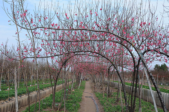 gửi cành đào hà nội đi hồ chí minh bằng máy bay